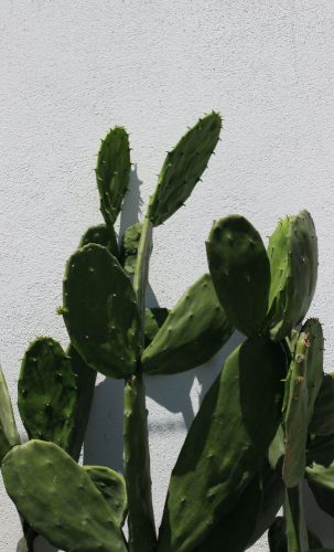 Prickly pear cacti can be used to produce an interesting and very sustainable vegan leather