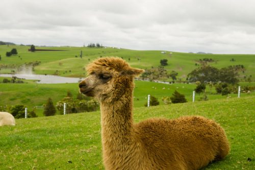 British alpaca wool is more sustainable than shipping alpaca wool from overseas