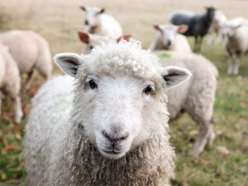 Most people think of sheep when they think of wool, but they aren't the only wool-producing animals