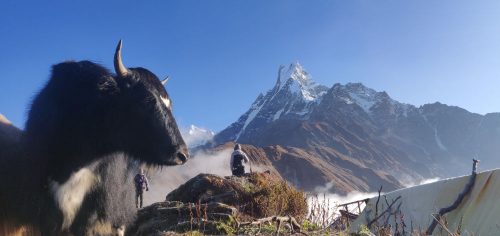 Yaks have very dense (and therefore very warm) wool as they come from the Himalayan regions of Tibet, Nepal and India